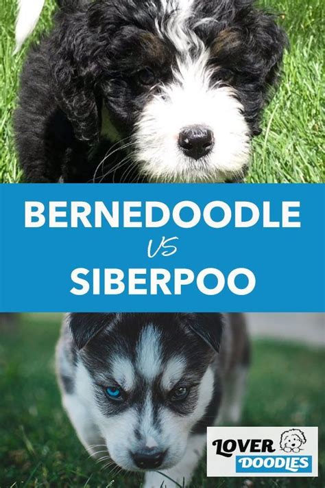 Comparing A Siberpoo and Bernedoodle - Lover Doodles | Bernedoodle, Puppy facts, Bernedoodle puppy