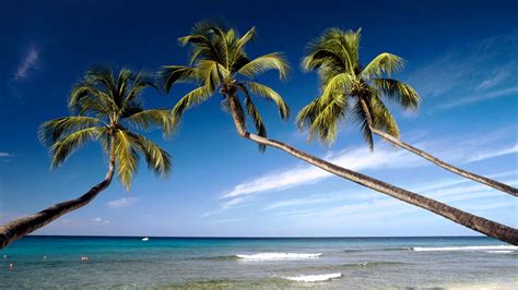 Trees Palm Trees Tropical Beach Ocean HD wallpaper | nature and landscape | Wallpaper Better