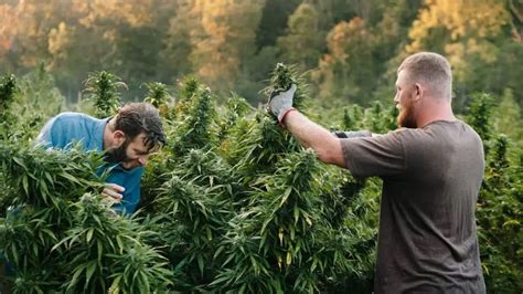 Best Time Of Day To Harvest Cannabis (And Why It Matters)