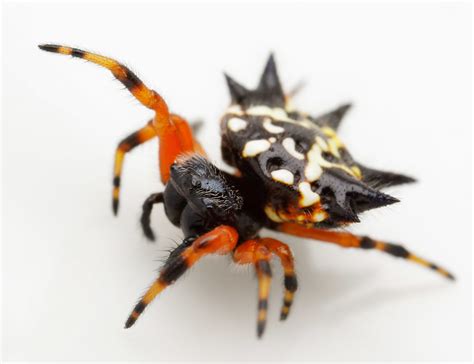 Jewel Spider | Austracantha minax, Albany, Western Australia… | WilbaAtFlickr | Flickr