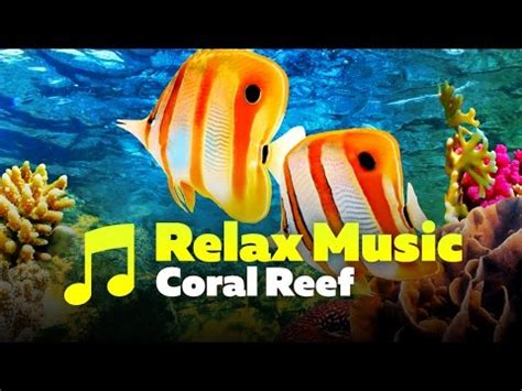 Coral Reef Aquarium & The Best Relax Music 2 Hours Sleep Music HD 1080P - YouTube