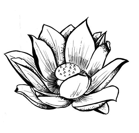 Lotus Flower Pencil Drawing | Free download on ClipArtMag