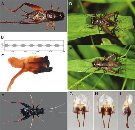 Gryllidae: Gryllinae: Gymnogryllus unexpectus trusmadi: A. Male; B ...