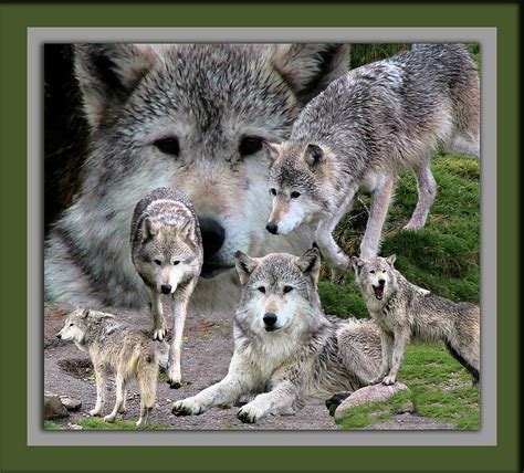 Montana Wolf Pack Photograph by Thomas Woolworth