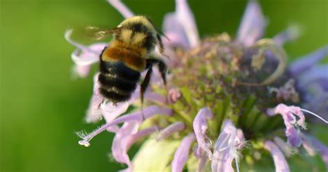 NRDC v. David L. Bernhardt et al. (Rusty Patched Bumblebee Habitat)