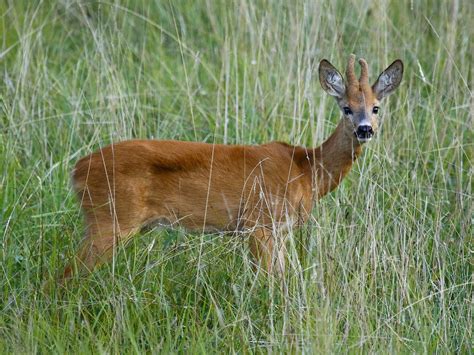 Capreolus capreolus / Capriolo | Giovane maschio di capriolo… | Flickr