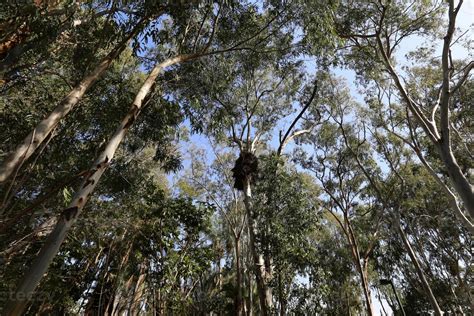 Tall trees in a forest in northern Israel 10013962 Stock Photo at Vecteezy