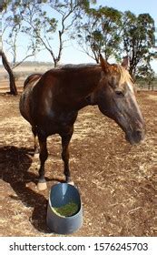 Farm Animals Drought Time Australia Stock Photo 1576245703 | Shutterstock