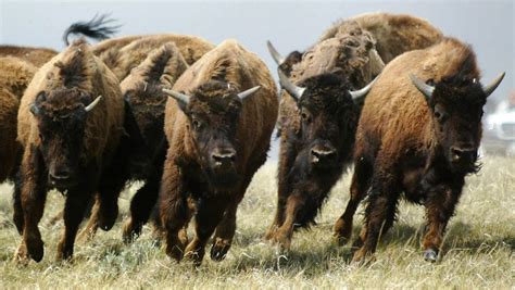 Loss of bison herds still affecting Plains First Nations | CTV News