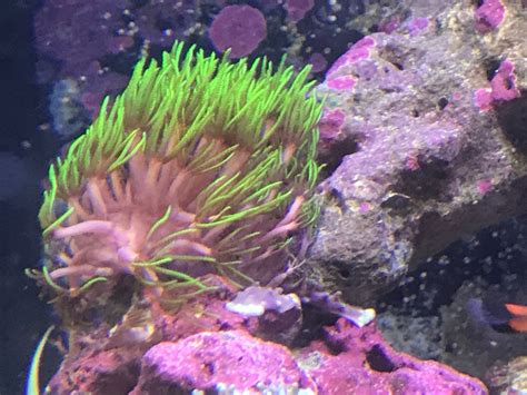 Green star polyps | Reef2Reef