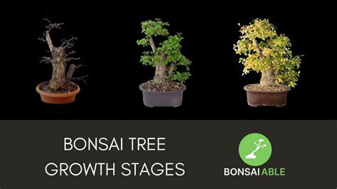 Great Bonsai Tree Growth Stages of the decade Learn more here | leafyzen