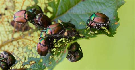 How to control Japanese beetles organically - Tyrant Farms