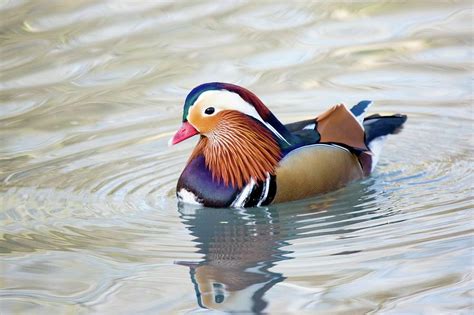 Male Mandarin Duck Photograph by John Devries/science Photo Library - Fine Art America