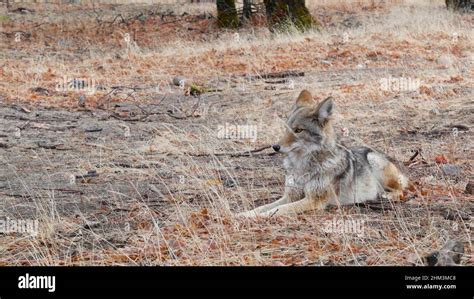 Coywolf Range