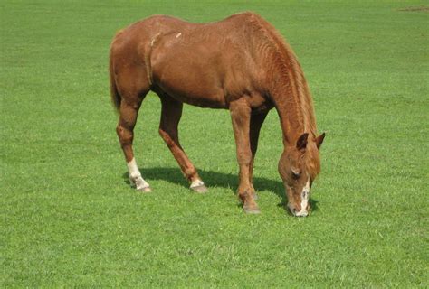Horse In Green Pasture Free Stock Photo - Public Domain Pictures