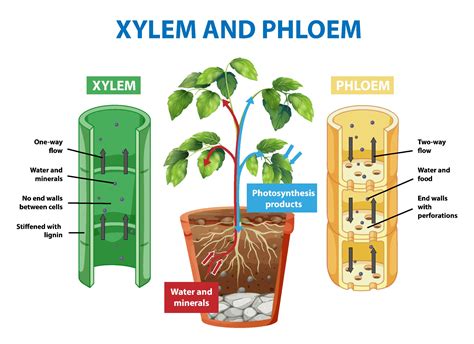 Xylem And Phloem Diagram