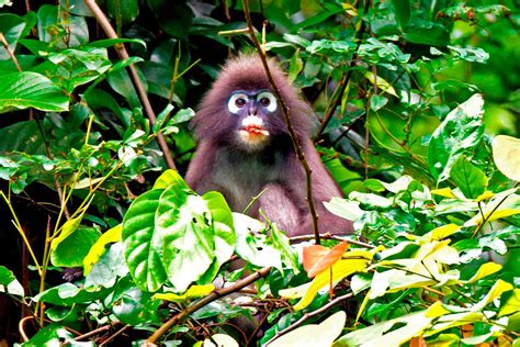 Khao Sok Jungle & Thailand Rainforest. Khao Sok National Park Wildlife