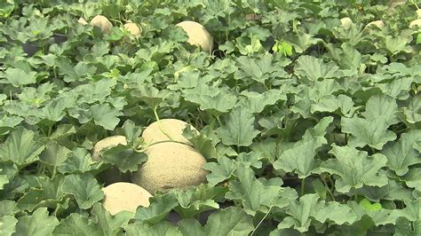 Cantaloupe - Growing - YouTube