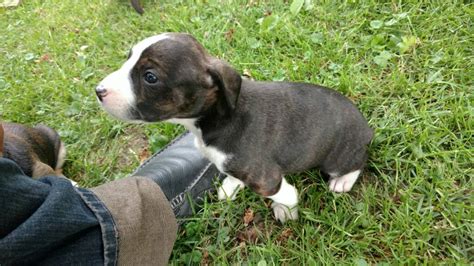 Treeing cur puppies for sale | Michigan Sportsman Forum