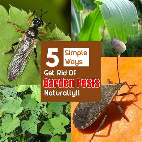 Safe and Effective Ways of Natural Pest Control - 101 Gardening Ideas | Garden pests, Natural ...