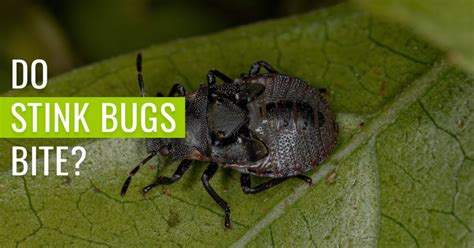 Do Stink Bugs Bite? | Pest Resources