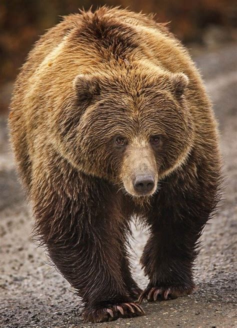 Grizzly In Wrangell-St. Elias Park Kills Ohio Hunter | Copper River ...