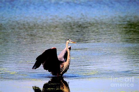 Great Blue Heron Wings Photograph by Todd Musser