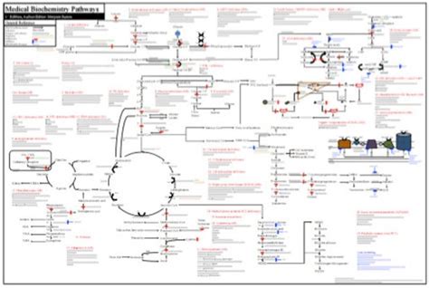 Medical Biochemistry Pathways Poster - Etsy | Biochemistry, Medical, Math books