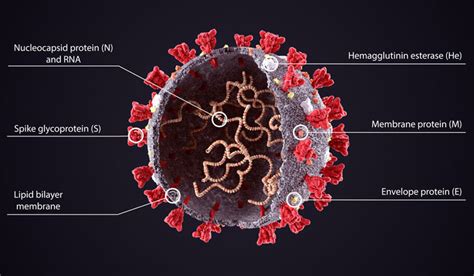 X-rays size up coronavirus protein structure at room temperature- The Week