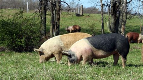 Permaculturemag.org | Pig, Livestock, Foraging