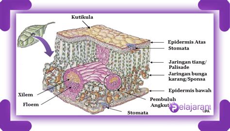 √ Jaringan Penyusun Daun Dikotil, Fungsi dan Penjelasannya [LENGKAP]