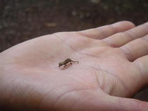 "The tiny dwarf chameleon (Brookesia minima),discovered on the ...