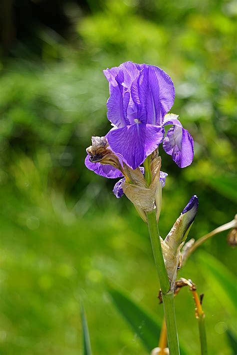 Iris Flower Free Stock Photo - Public Domain Pictures