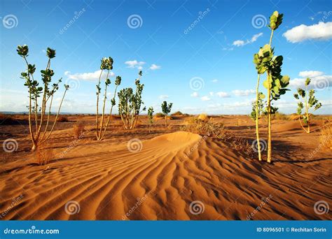 Desert vegetation stock image. Image of cloud, sand, africa - 8096501