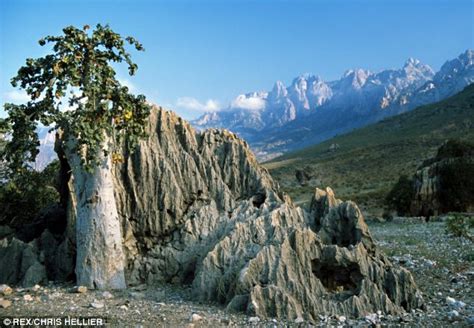 The bizarre plants of socotra island – Artofit