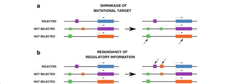 How canalization evolves. We identified two main processes involved in... | Download Scientific ...