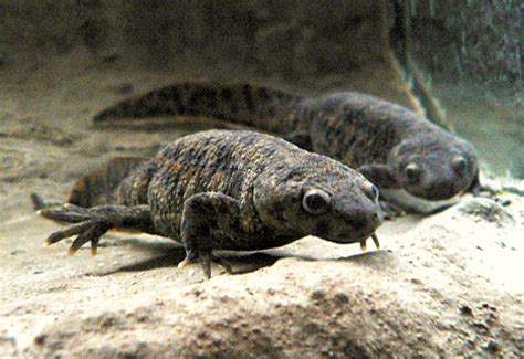 Newt | Amphibian, Aquatic & Terrestrial | Britannica