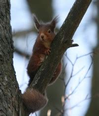 Why Should We Conserve the Red Squirrel? - Conservation Articles & Blogs - CJ