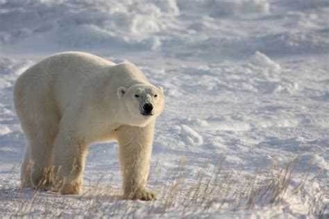 New Smithsonian Channel Docuseries - Polar Bears, Churchill Manitoba - Dave's Travel Corner