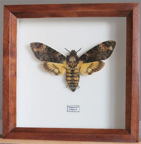 REAL THE SILENCE OF THE LAMBS MOTH - THE DEATH'S HEAD, FRAMED, RARE ...