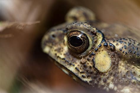 Close-Up Shot of a Frog · Free Stock Photo