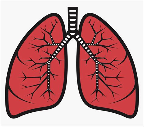 Respiratory Tract Clipart 20 Free Cliparts Download