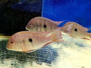 Red Striped Eartheater (Geophagus surinamensis) information and care sheet