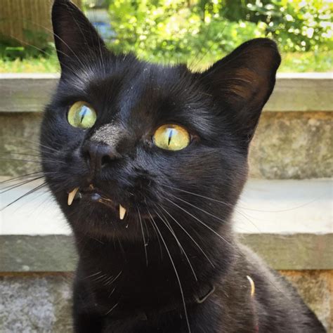 This Black Cat With Vampire Teeth Will Seduce You Into Loving the Stuffing Out of Him! | Vampire ...