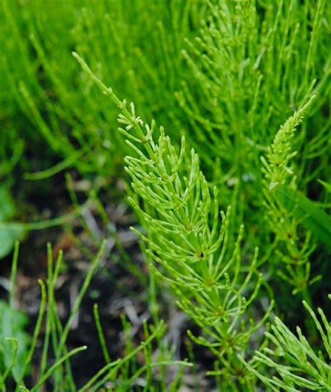 Horsetail Herb - Journey With Healthy Me