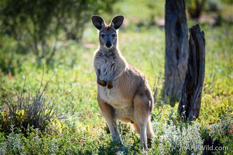 Common Wallaroo – AHP Wild