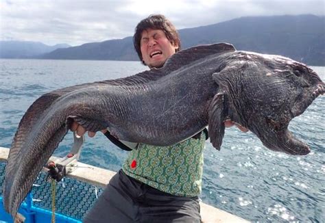 No, this wolffish is NOT a Fukushima radiation mutant | Mutants and Freaks | Earth Touch News