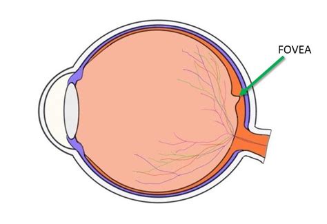 Fovea - definition — Neuroscientifically Challenged