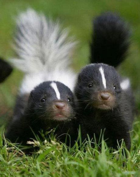 two young skunks go on an outdoor exploration sticking close together ...