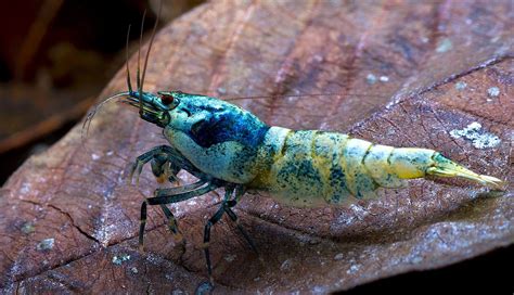 Most Favorite Types of Freshwater Shrimp for Aquarium